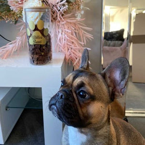 Doggie Treat Jar Label